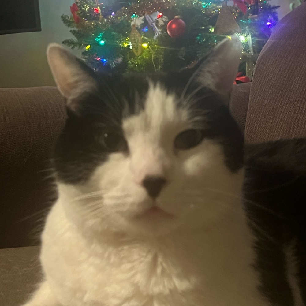 Meet your Posher, Shelby